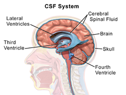 Cerebrospinal Fluid - Hình ảnh minh họa